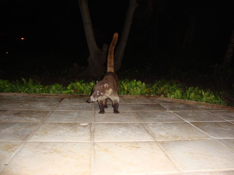 Hotel Catalonia Playa Maroma Catalonia Playa Maroma