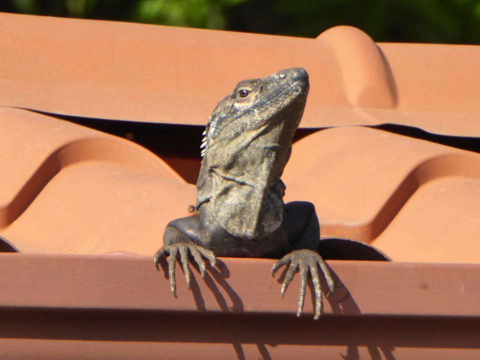 Morgendliche Gäste Espadilla Gardens Hotel