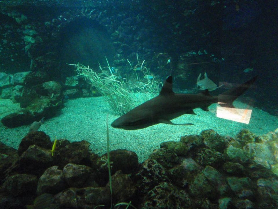 Marineland - zoo BQ Belvedere Hotel