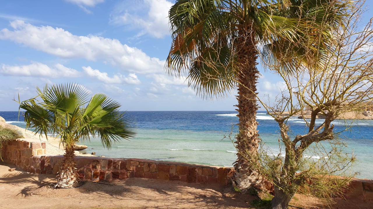 Gartenanlage Steigenberger Coraya Beach - Adults only