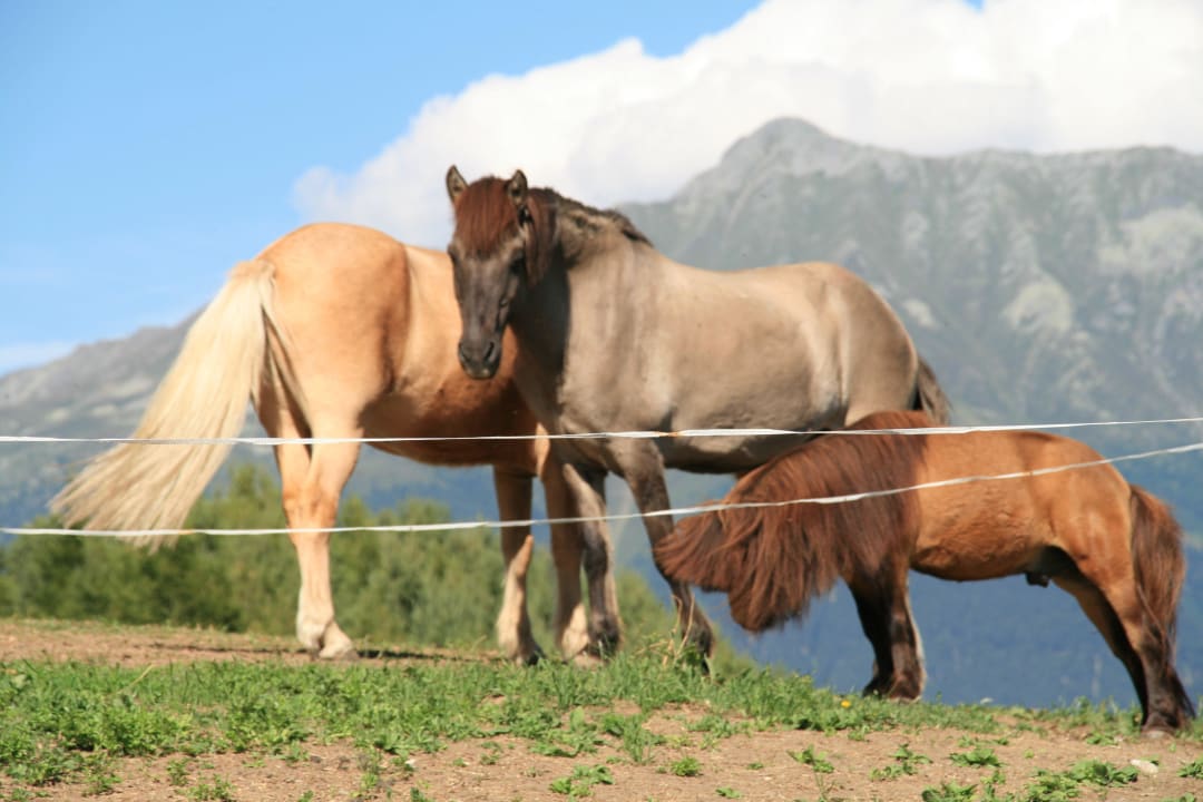 Wohlverdiente Pause auf der Wochenend-Weide Urlaub am Bauernhof Wachter