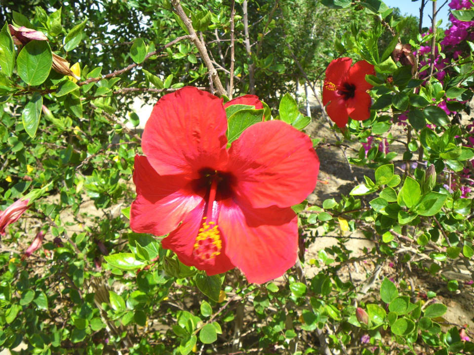 Kwiat Brayka Bay Resort