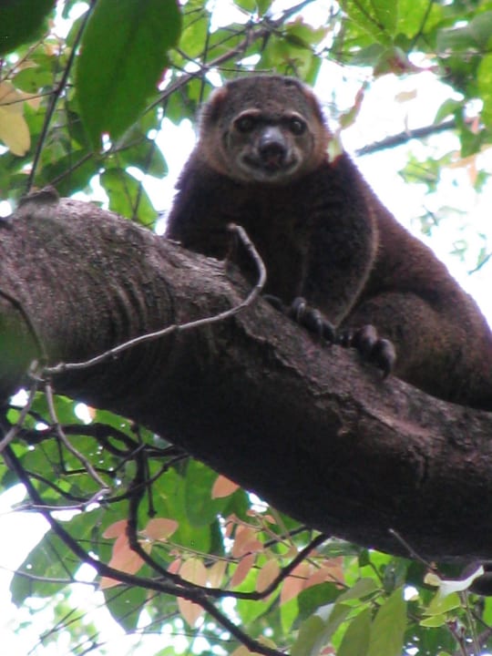 Kuskus Hotel Siladen Resort & Spa