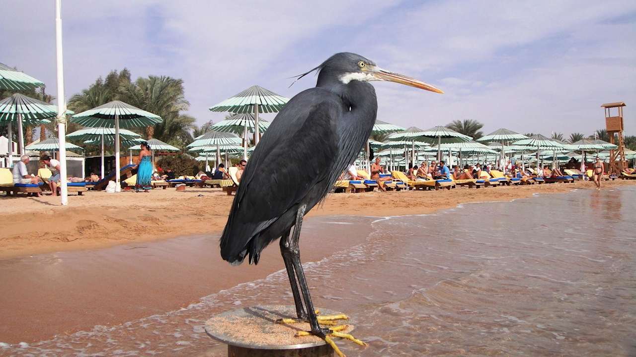 Wachposten Ghazala Gardens