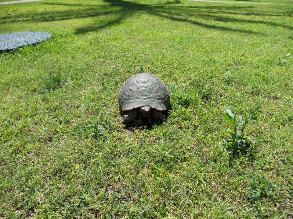 Schildkröte Asteria Family Belek