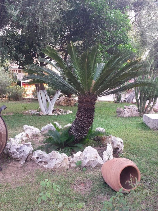Dekorative Grünanlagen Horus Paradise Luxury Resort & Club