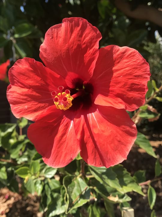 Gartenanlage allsun Hotel Carolina Mare