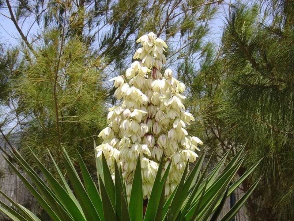 Calimera Playa Blanca SBH Hotel Royal Monica