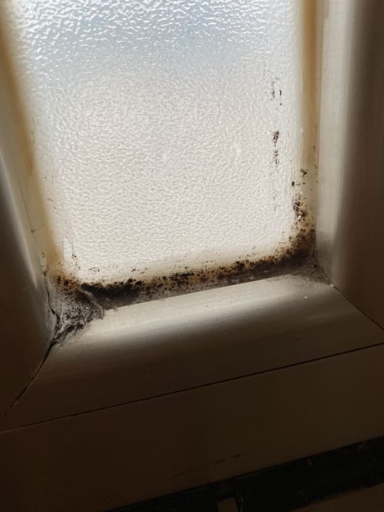 Zimmer htop Royal Star