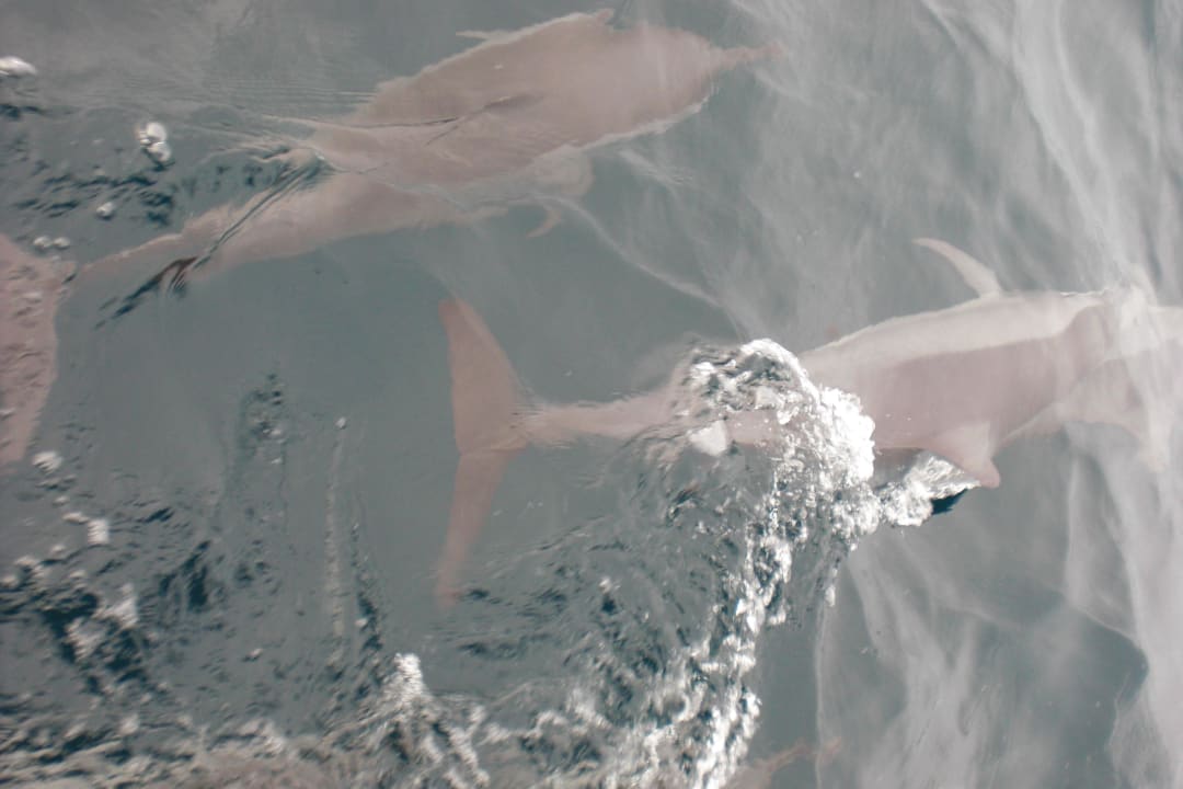 Delfintour Biyadhoo Island Resort