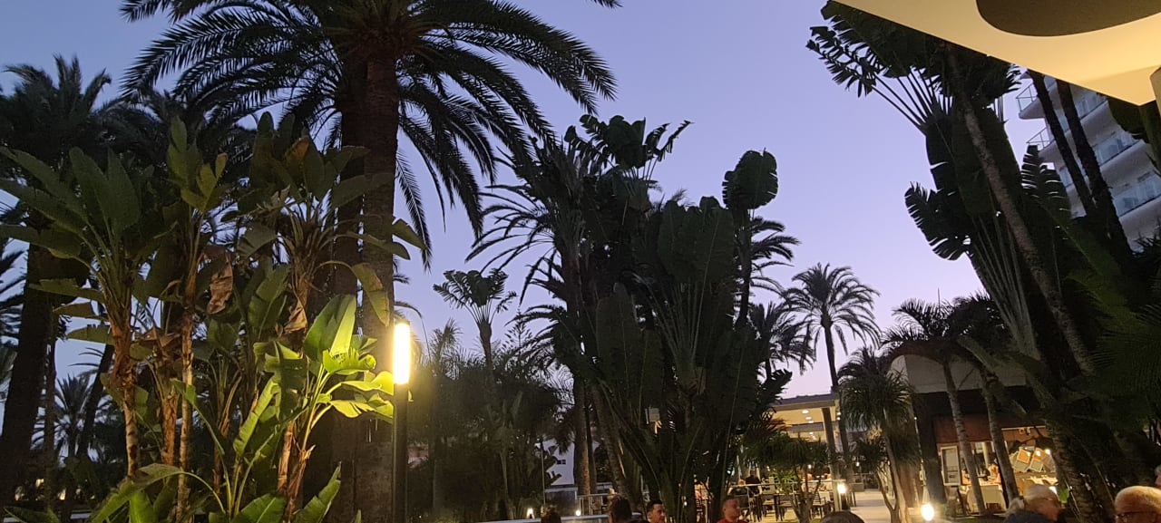 Ausblick Hotel Riu Palace Palmeras