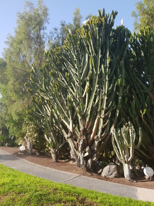 Gartenanlage allsun App.-Hotel Esquinzo Beach
