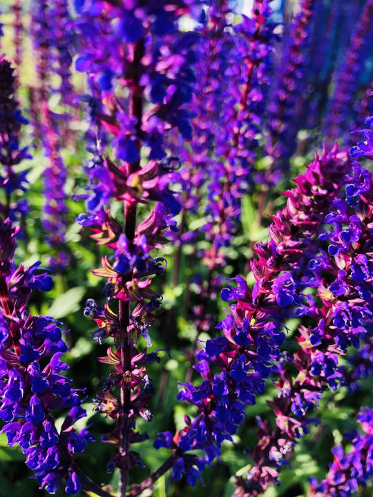 Gartenanlage Göbel's Hotel Quellenhof