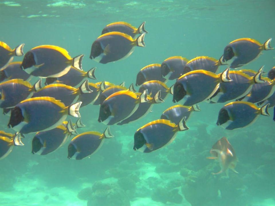 Doktorfische Summer Island Maldives