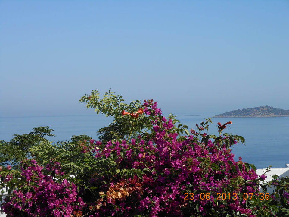 Widok z pokoju częściowo zasłonięty przez krzaki  Blue Dreams Resort & Spa