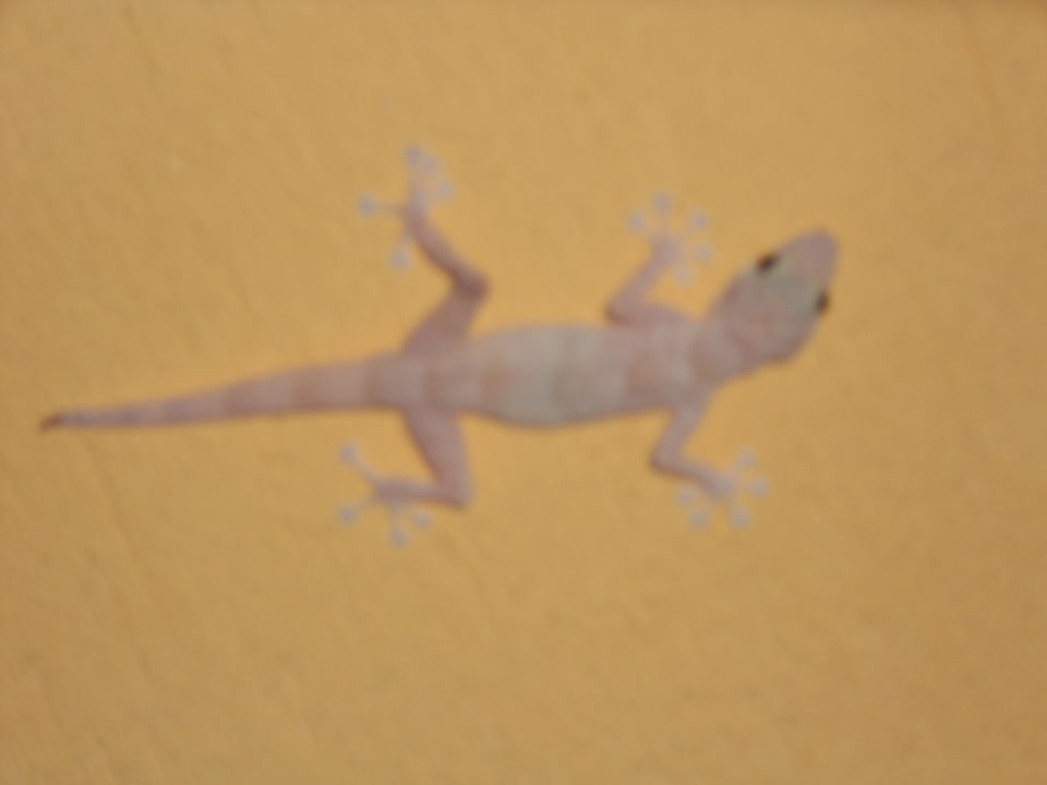 Gekon na balkonie Malikia Resort Abu Dabbab