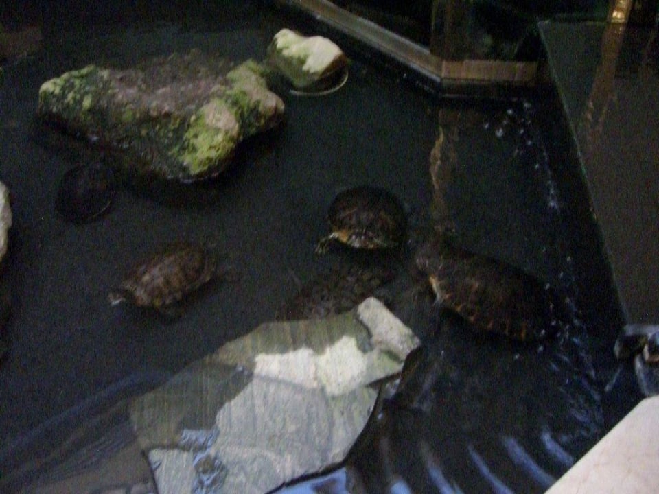 Schildkröten Corallium Dunamar by Lopesan Hotels