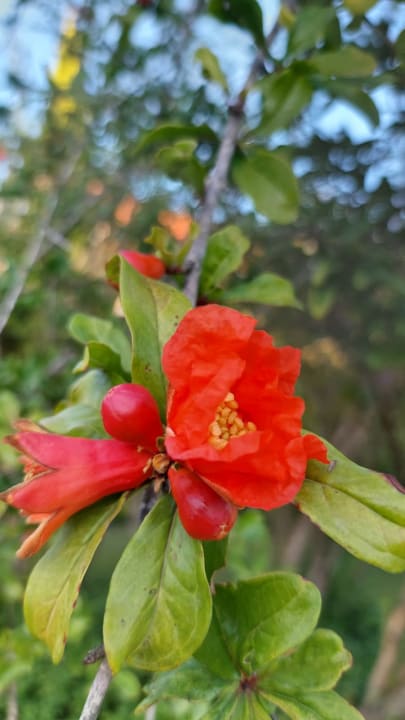 Gartenanlage Sunrise Resort Hotel