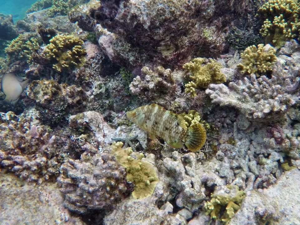 Pracht - Lippfisch NH Collection Maldives Havodda Resort