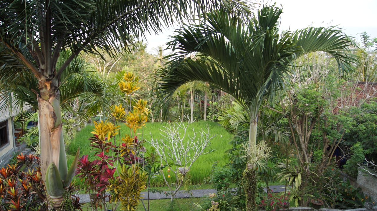 Gartenanlage / Ausblick Hotel Alam Shanti