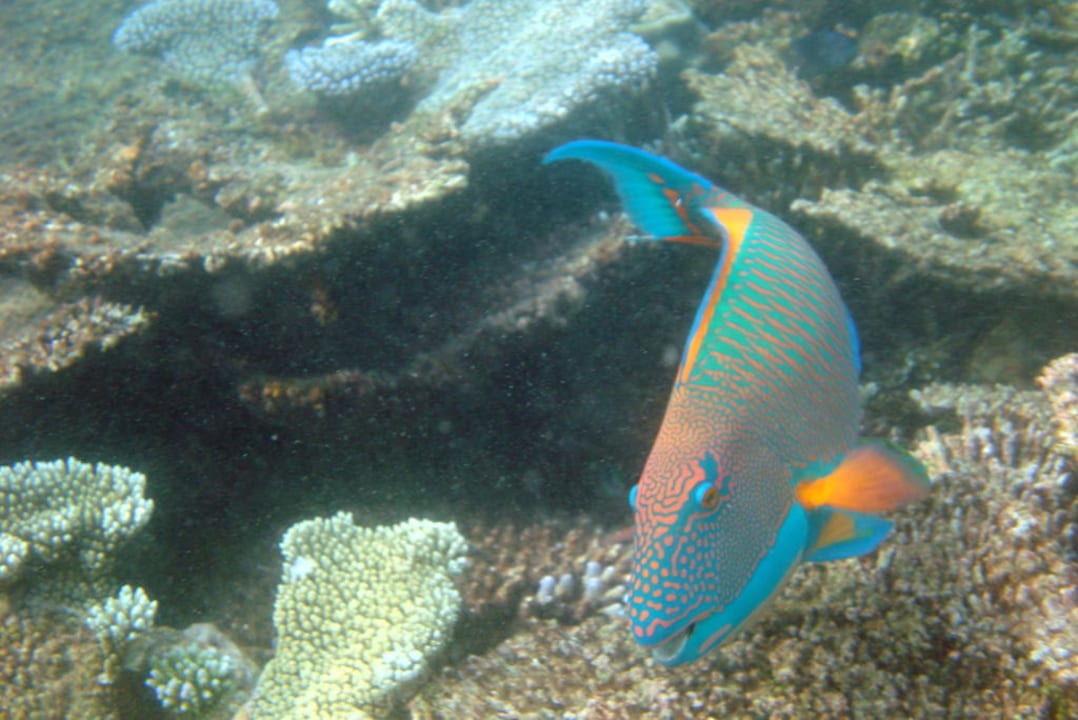 Papageienfisch Eri Maldives