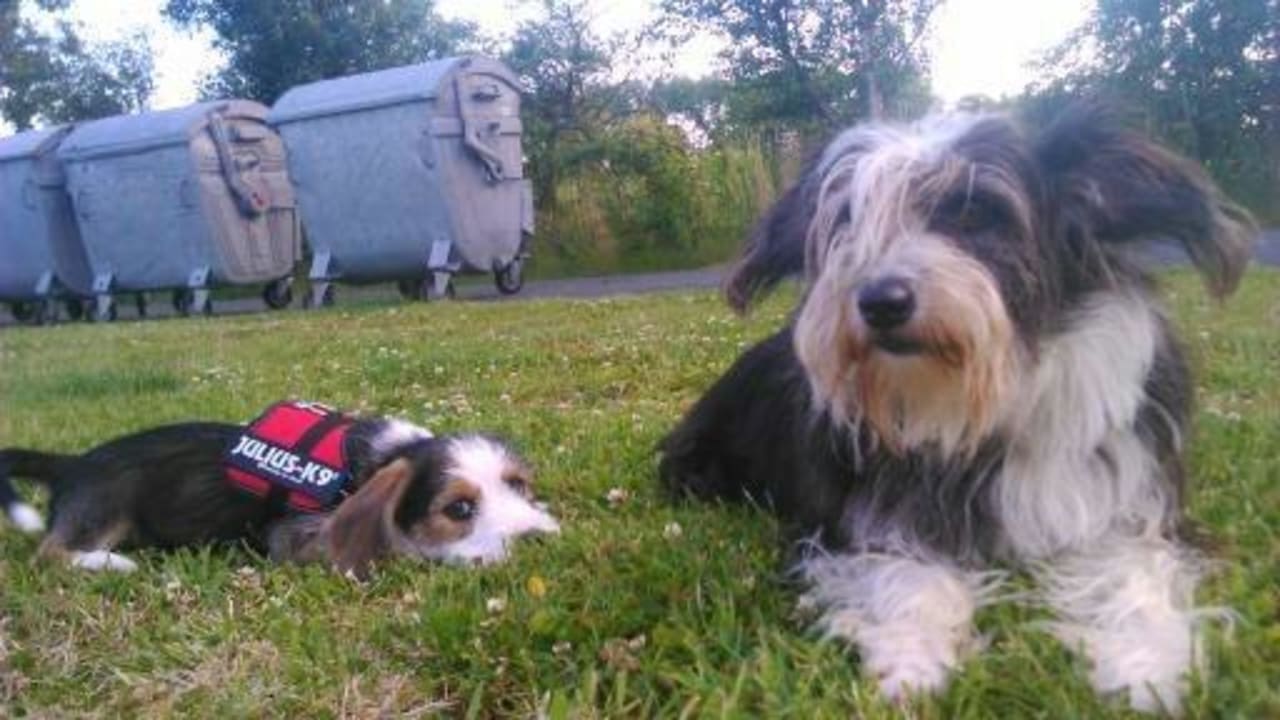 Willkommen auf dem Ferienhof Upwarf Ferienhof Upwarf