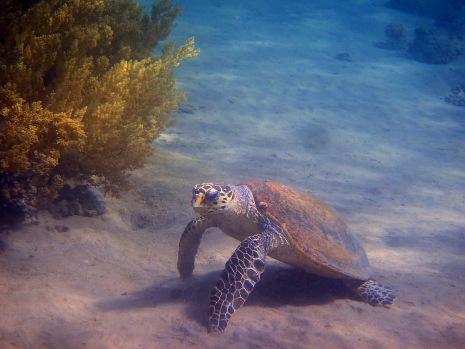 Echte Karettschildkröte Menaville Safaga