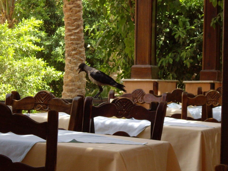 Vögel beim Essen Jaz Makadi Oasis Resort
