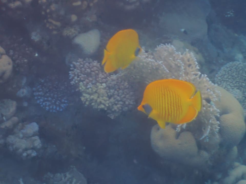 Strand Lahami Bay Beach Resort