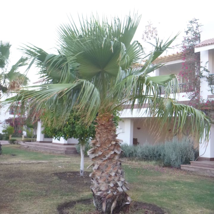 Außenansicht Lahami Bay Beach Resort