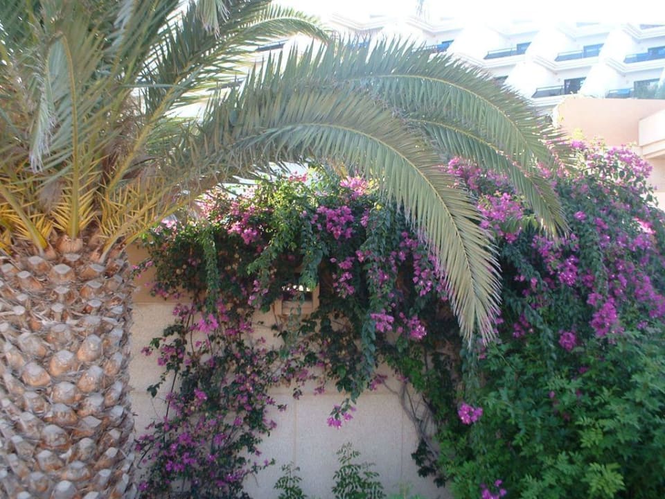 Bepflanzung SBH Hotel Taro Beach