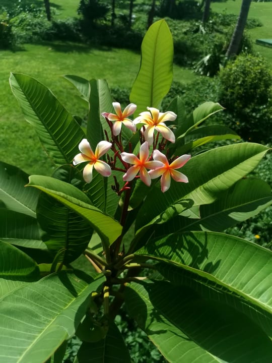Gartenanlage Bahia Principe Grand Tulum