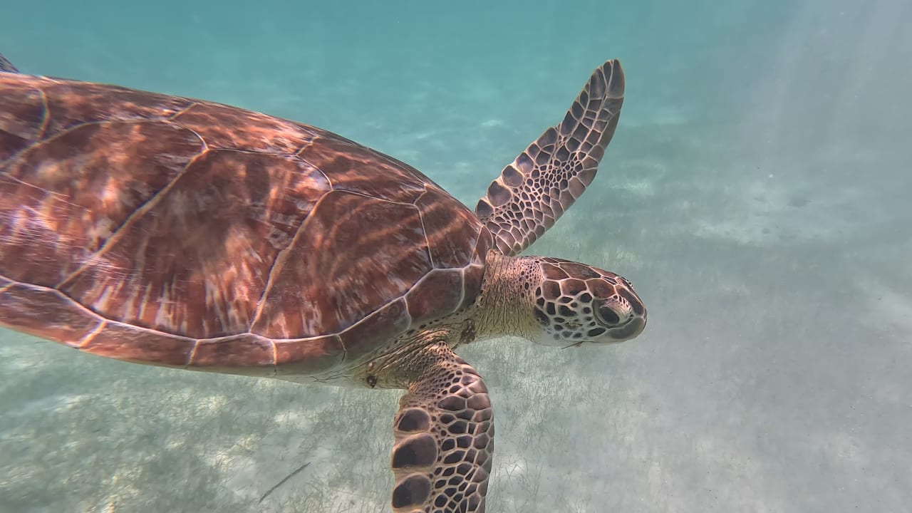 Strand Akumal Bay Beach & Wellness Resort