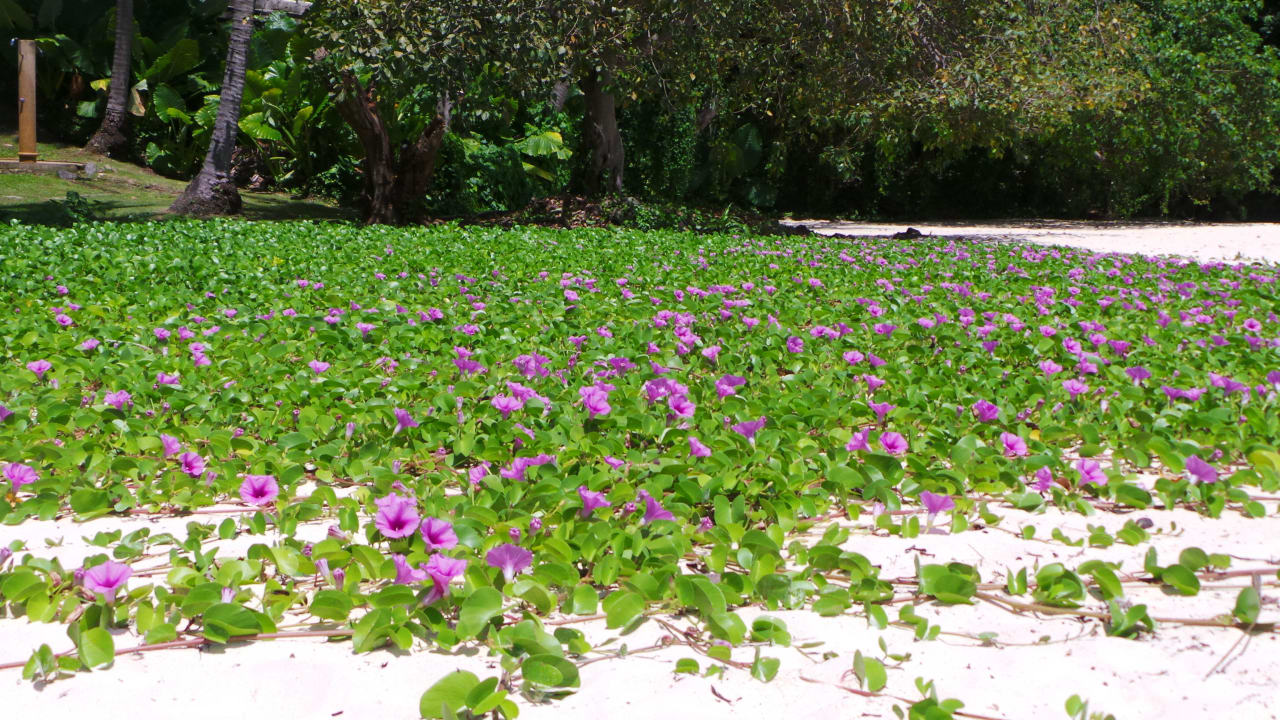 Kleine schöne Blumenwiese auf dem Strand Cape Panwa Hotel