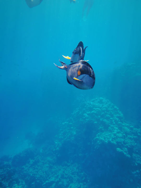 Sport & Freizeit Pickalbatros Citadel Resort