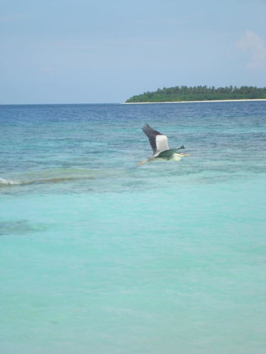 Aussicht Strand Bungalow 176 NH Collection Maldives Reethi Resort