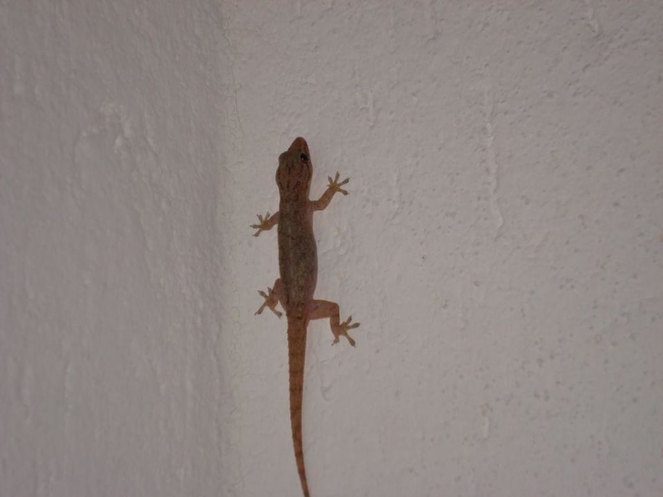 Gecko im Bad Canareef Resort Maldives