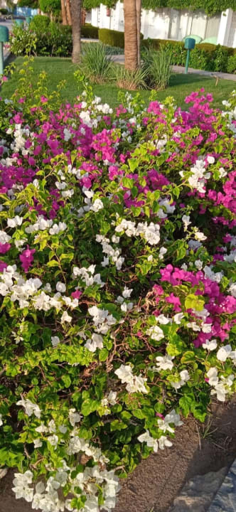 Gartenanlage Shams Safaga Resort