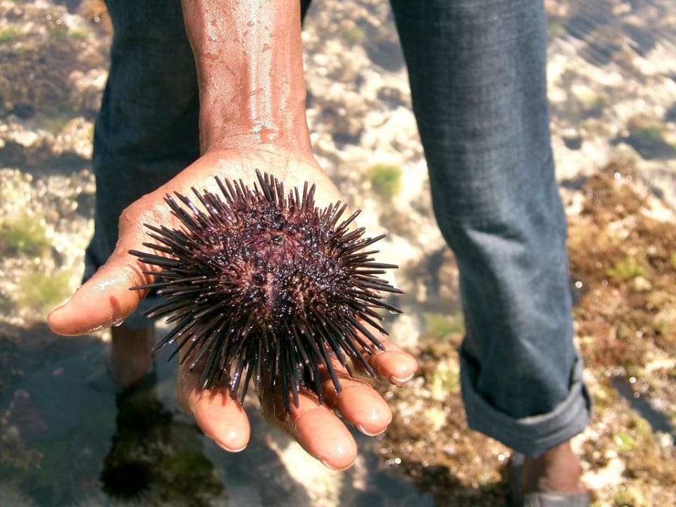 Seeigel aus dem Meer, deswegen Badeschuhe! Kaskazi Beach Resort