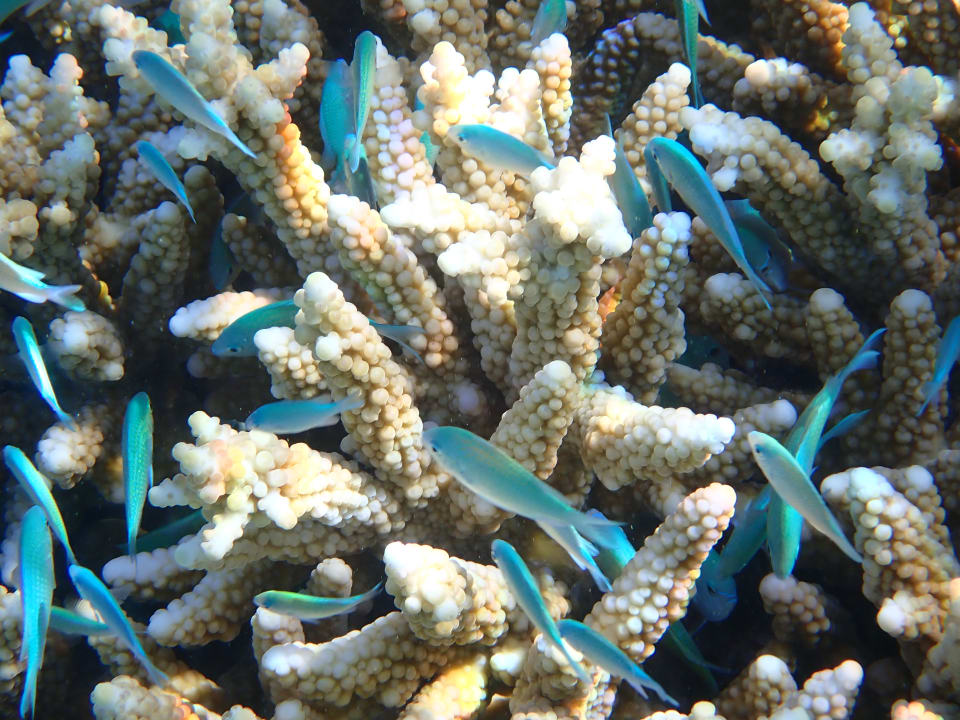 Sport & Freizeit Filitheyo Island Resort