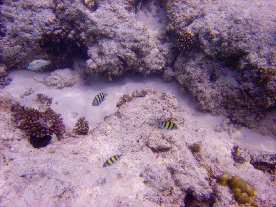 Unterwasser an der Lagunenseite Kuramathi Maldives