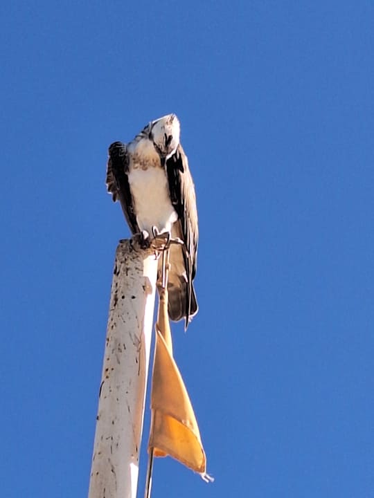 Sonstiges Steigenberger Coraya Beach - Adults only