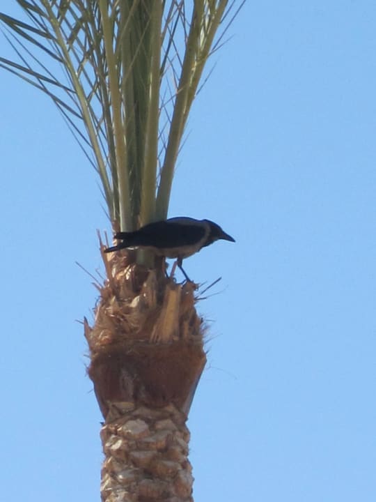 Hugo Steigenberger ALDAU Beach Hotel