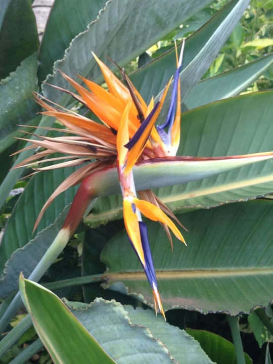 Wunderschöne Strelitzien Hotel Cordial Mogán Playa