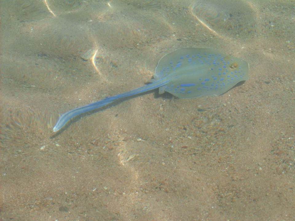 Rochen Ghazala Gardens