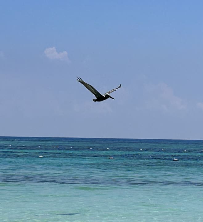 Strand Akumal Bay Beach & Wellness Resort