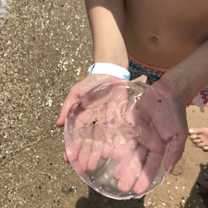 Strand Sea Star Beau Rivage