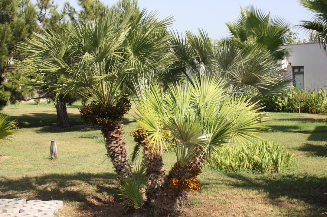 Palme TUI BLUE Palm Garden