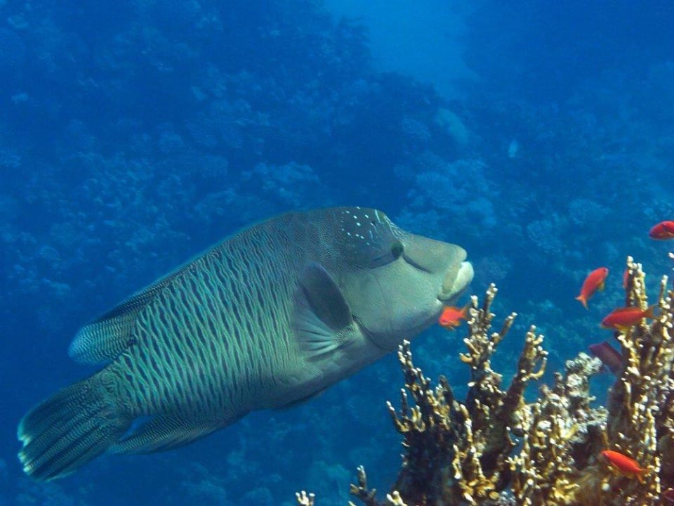 Napoleon Malikia Resort Abu Dabbab