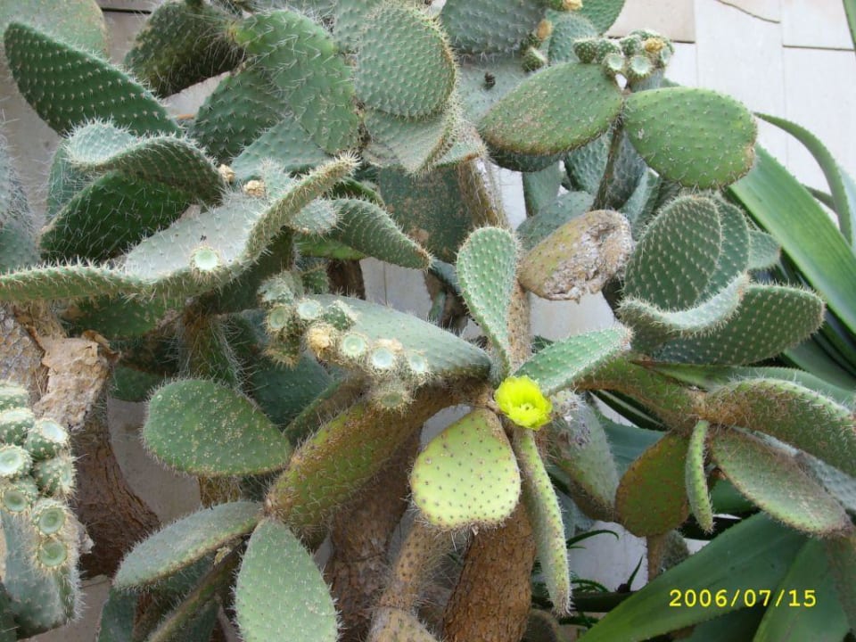 Kakteen 2 Iberostar Waves Bahia de Palma